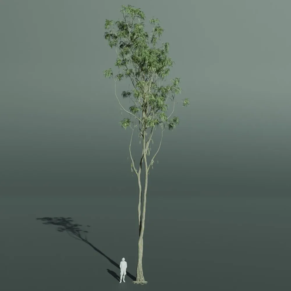 Alii Fig Tall