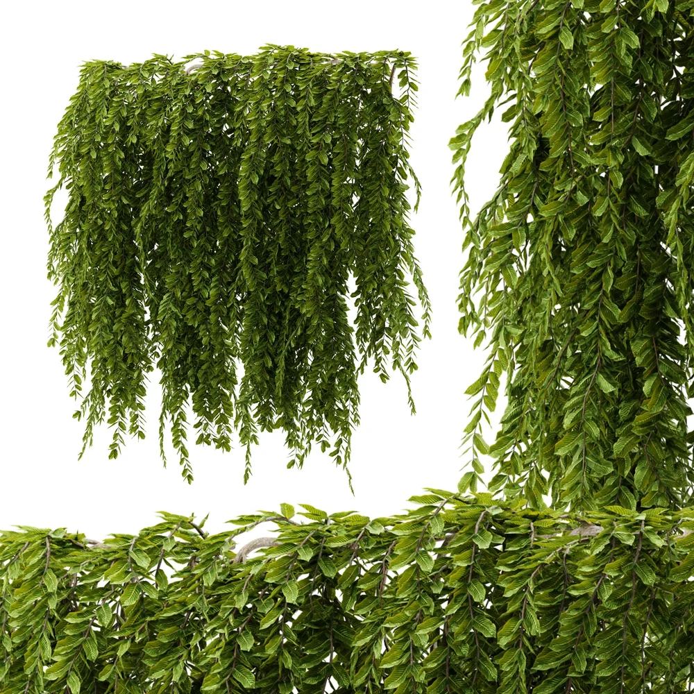 Hanging Wall Plant
