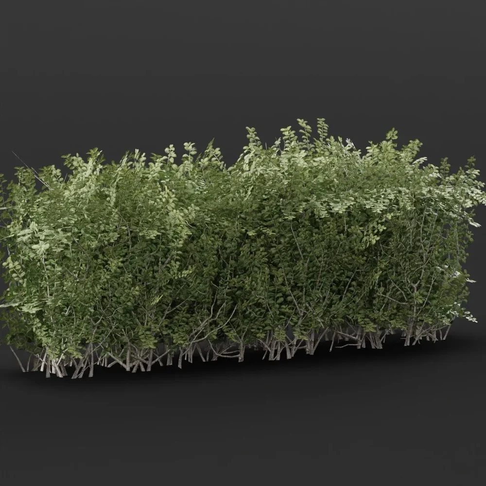 Boxwood Hedge 2m