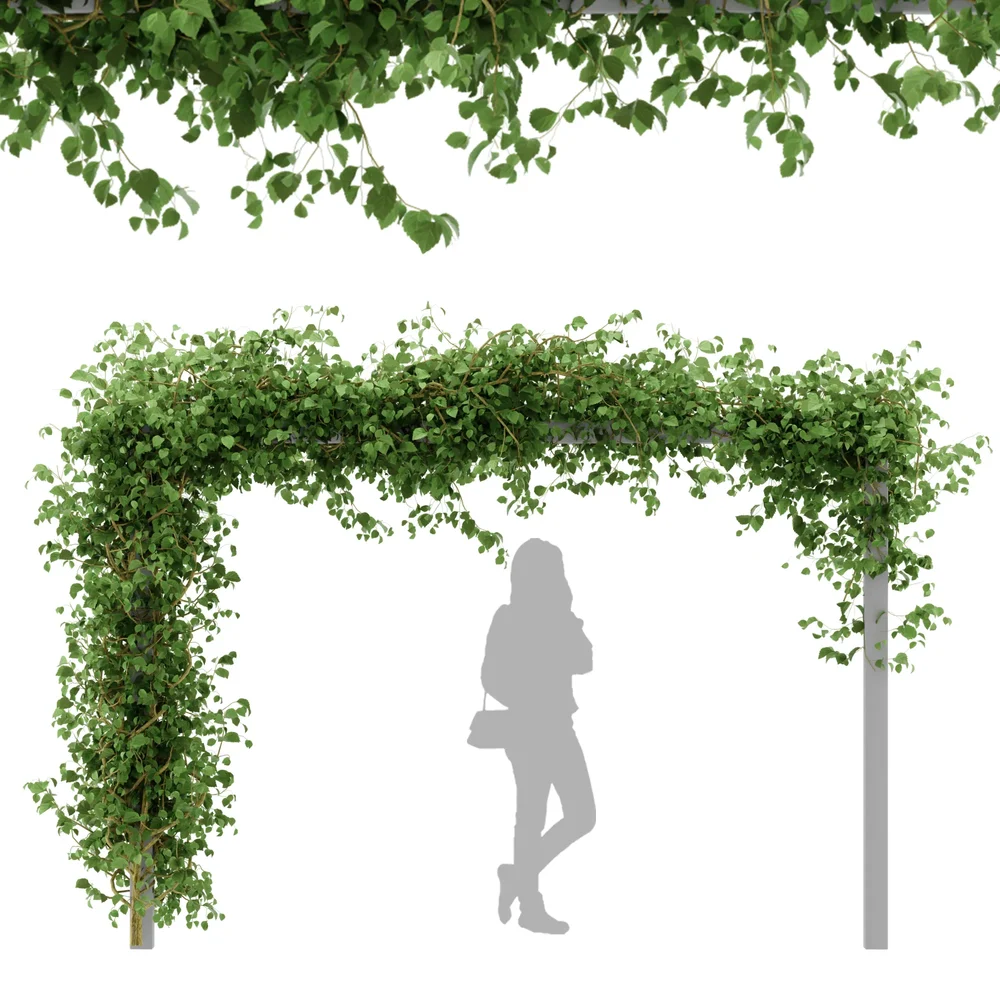 Ivy Flower Arbor Plant - Chinese Trumpet Vine