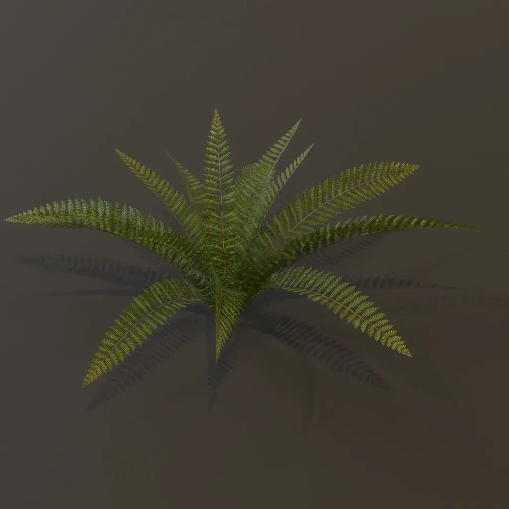 Wild Fern Large Var