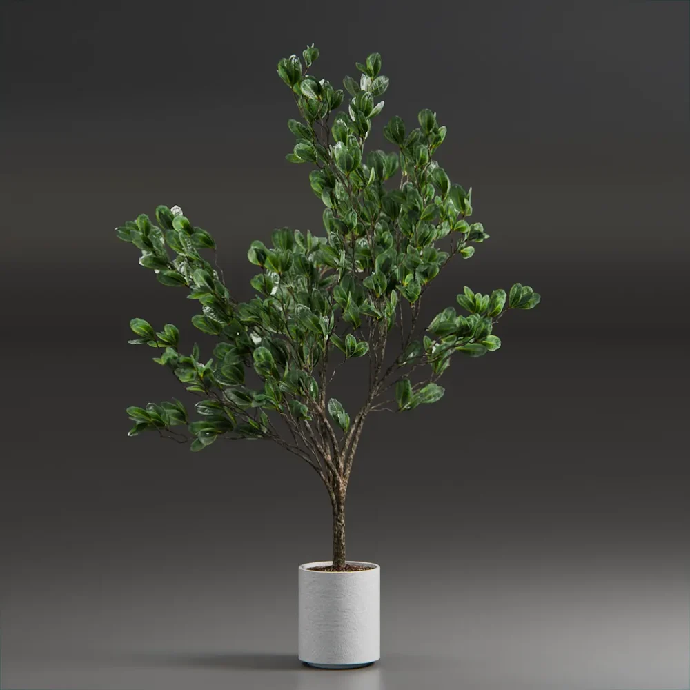 Indoor Plant Variation