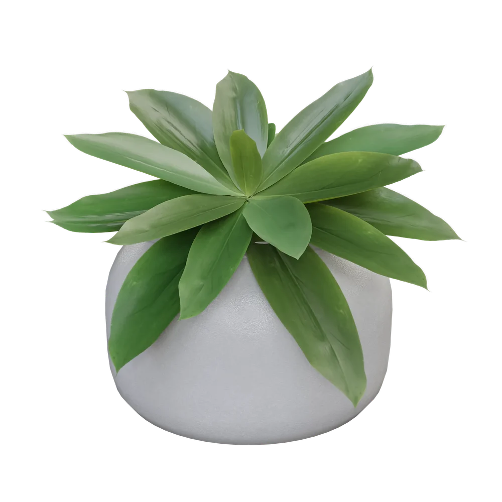 Indoor Plant D