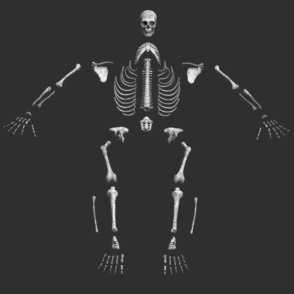 Human Male Mud Skeleton Bones