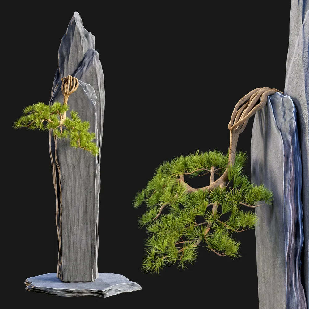 Bonsai On Rock