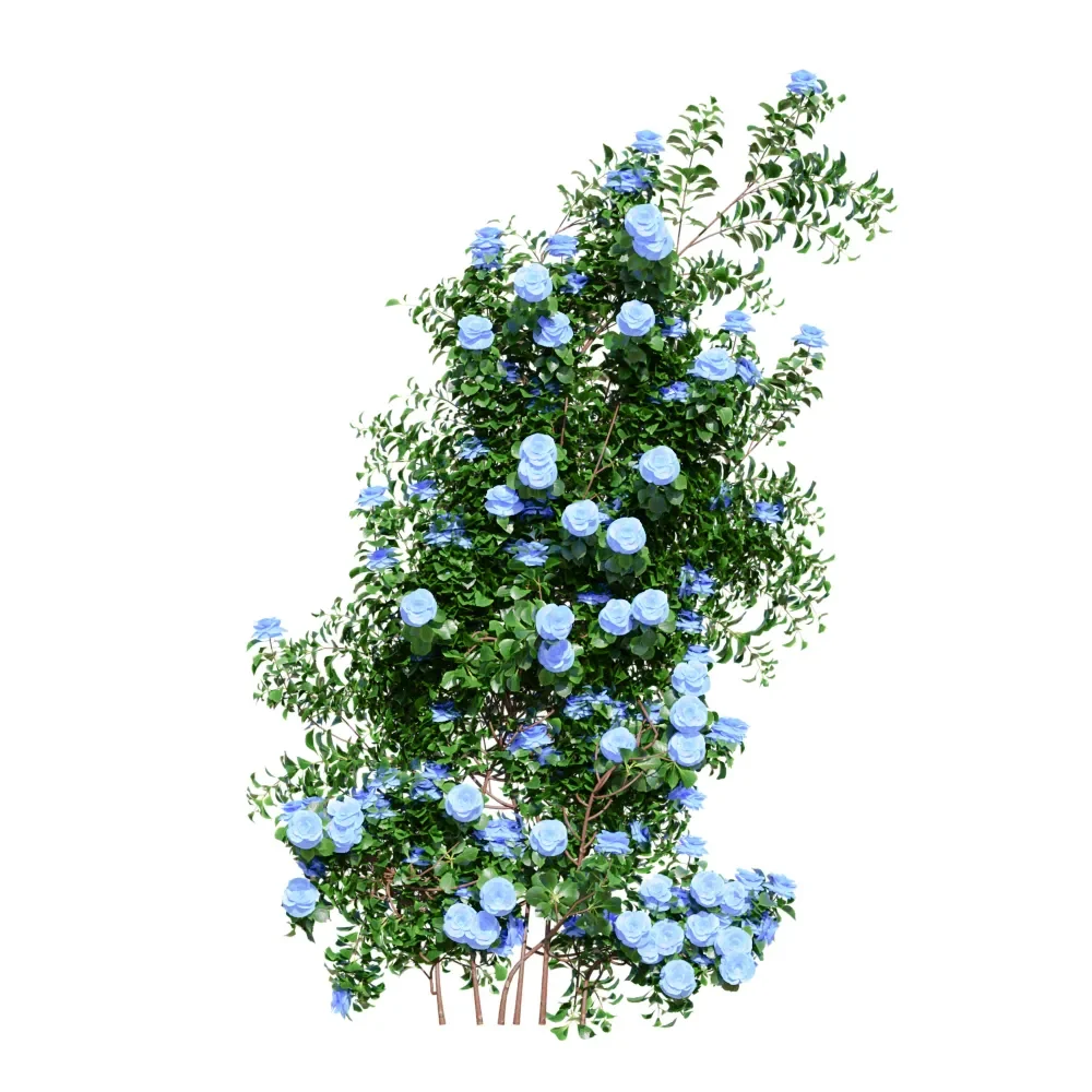 Climbing Roses Wall Grow Blue
