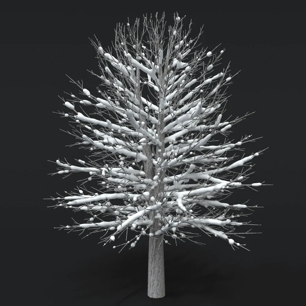 Oak Tree With Snow