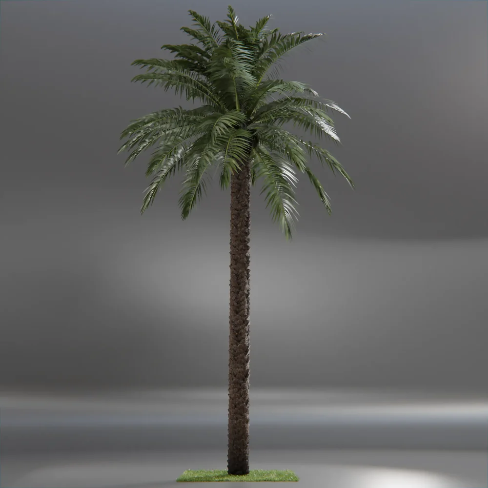 Dactylifera Palm Tree Animated