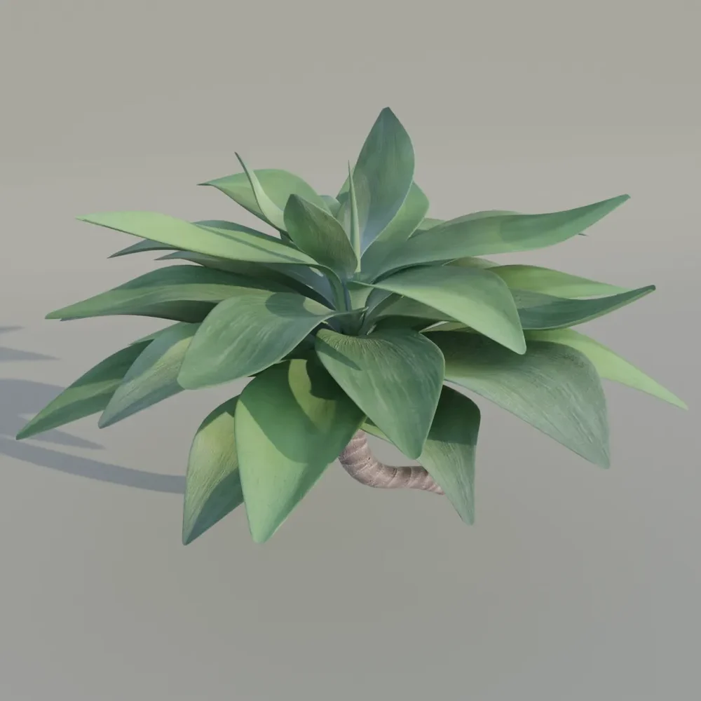 Agave Attenuata Plant Translucent Outdoor Botanic Garden