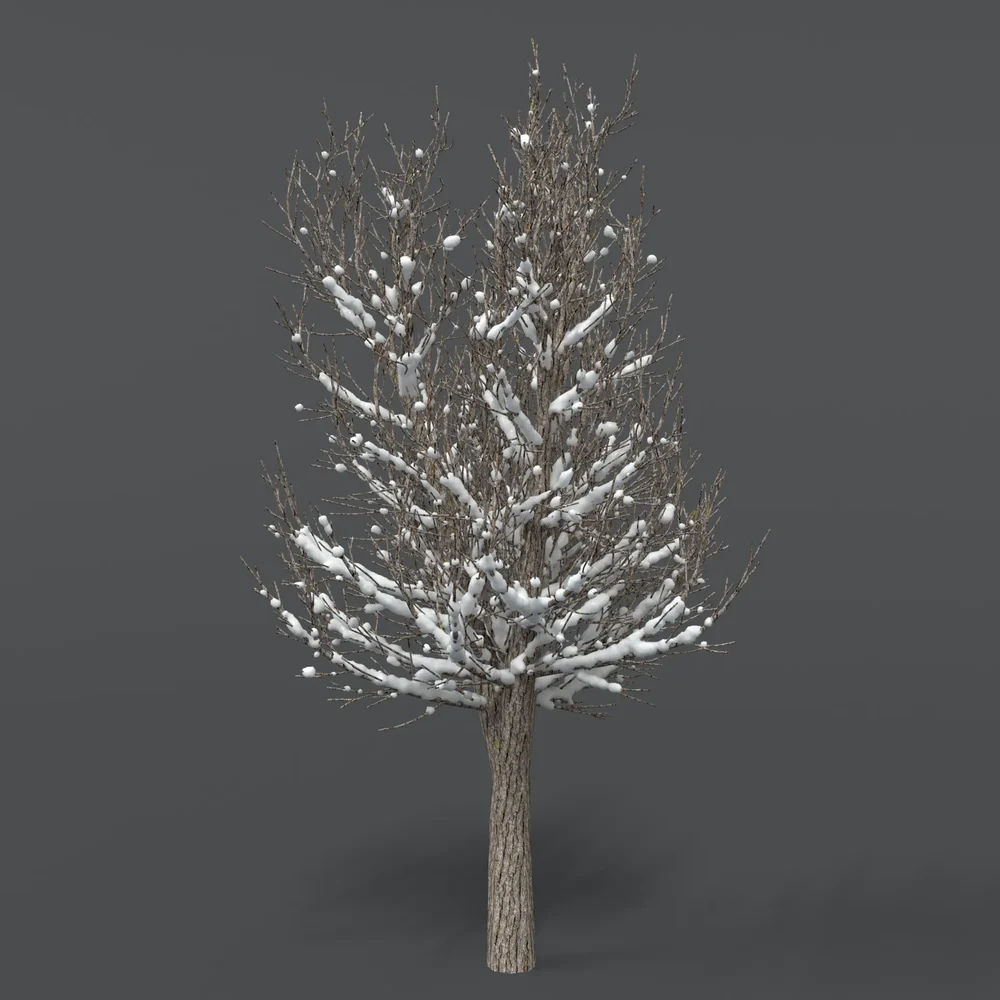 Tree With Snow