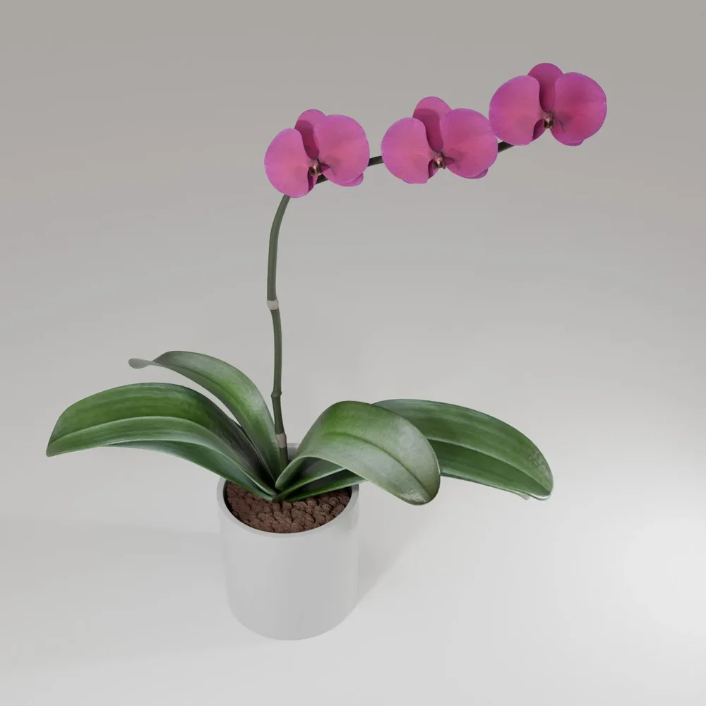 Phalaenopsis Orchid Flower