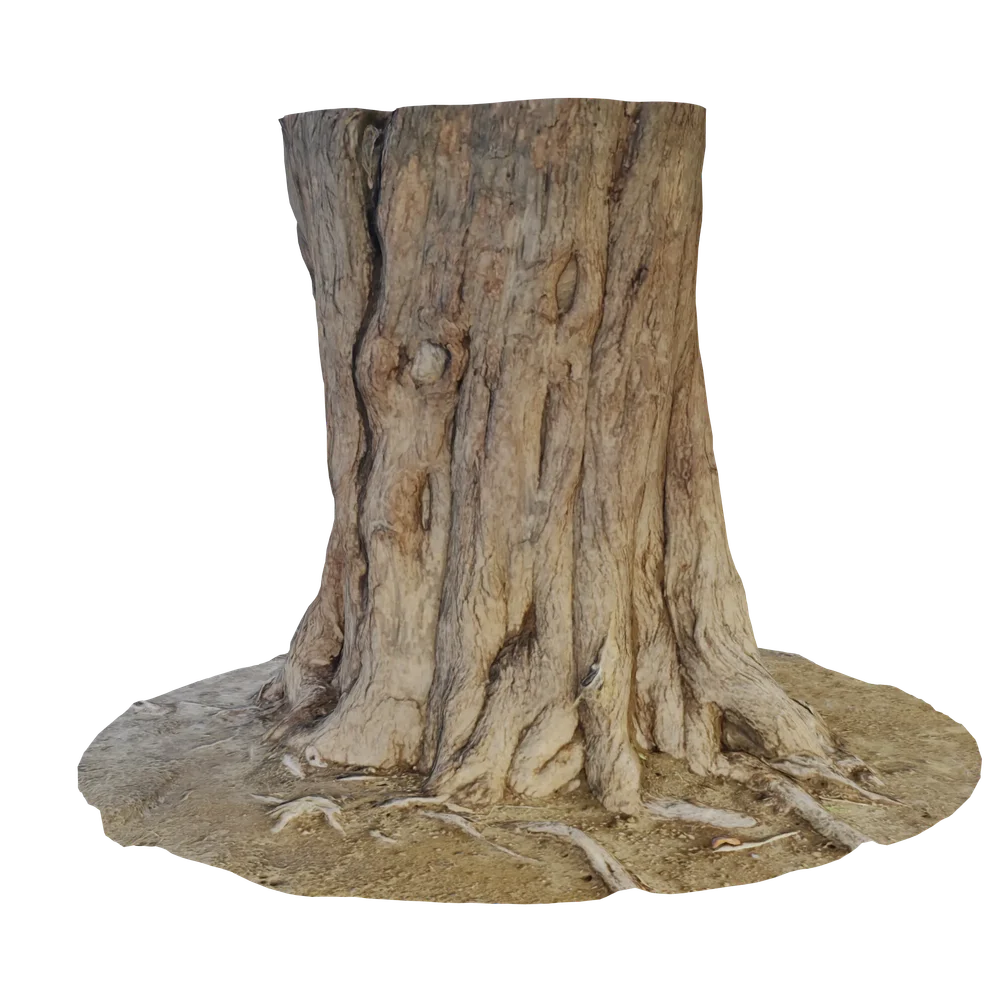 Tree Old