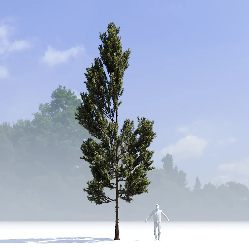 Coniferous Tree