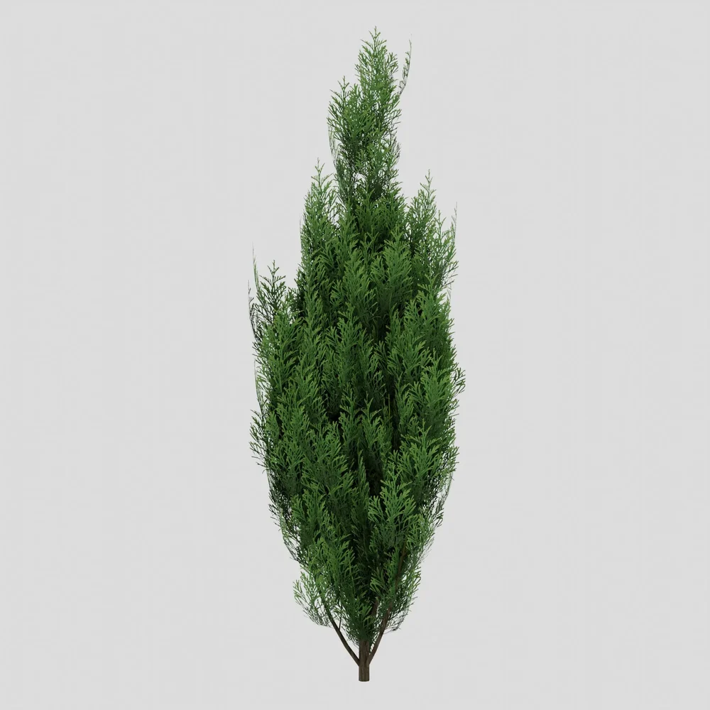 Cupressus Wilma