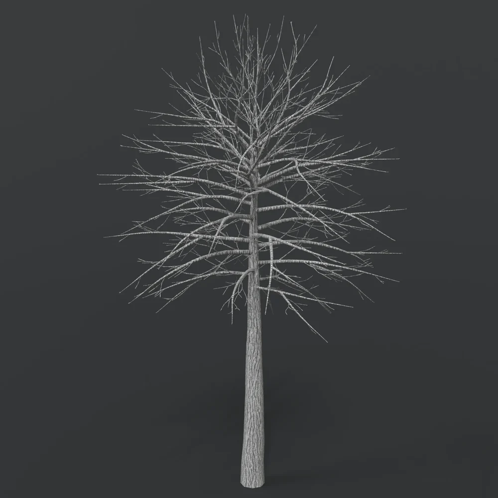 Emtpy Tree