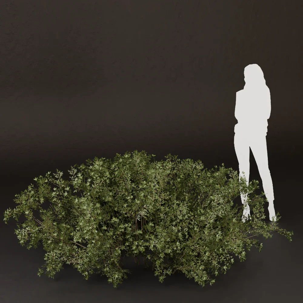 Sj-Soft Light Foliage Bush
