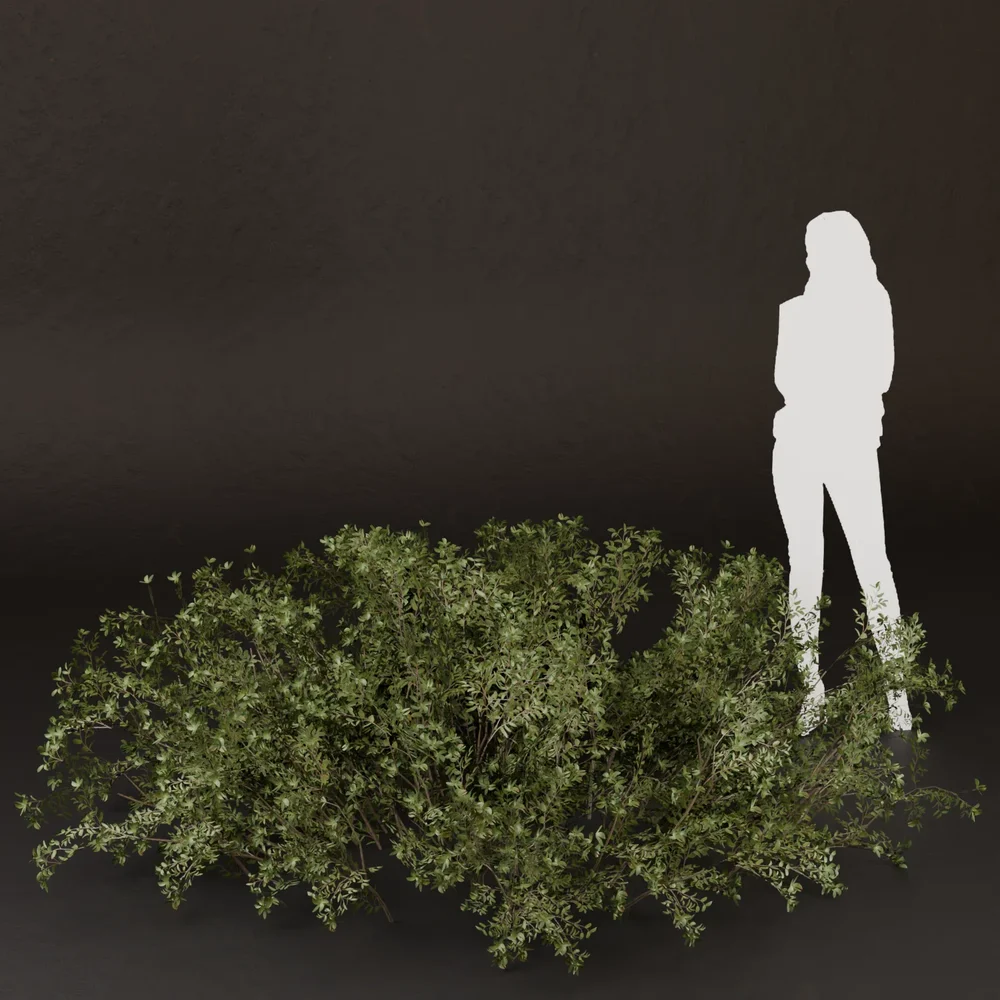 Sj-Deep Forest Floor Bush