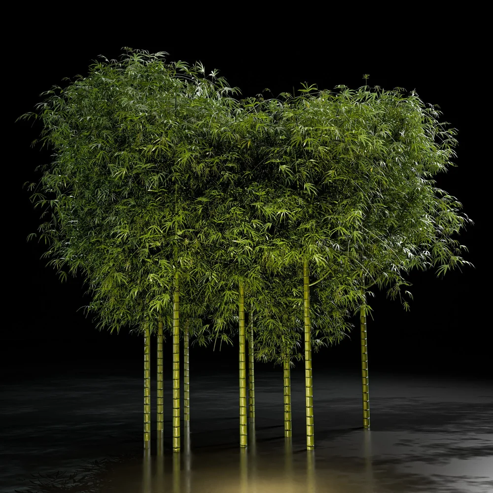 Several Bamboo Trees