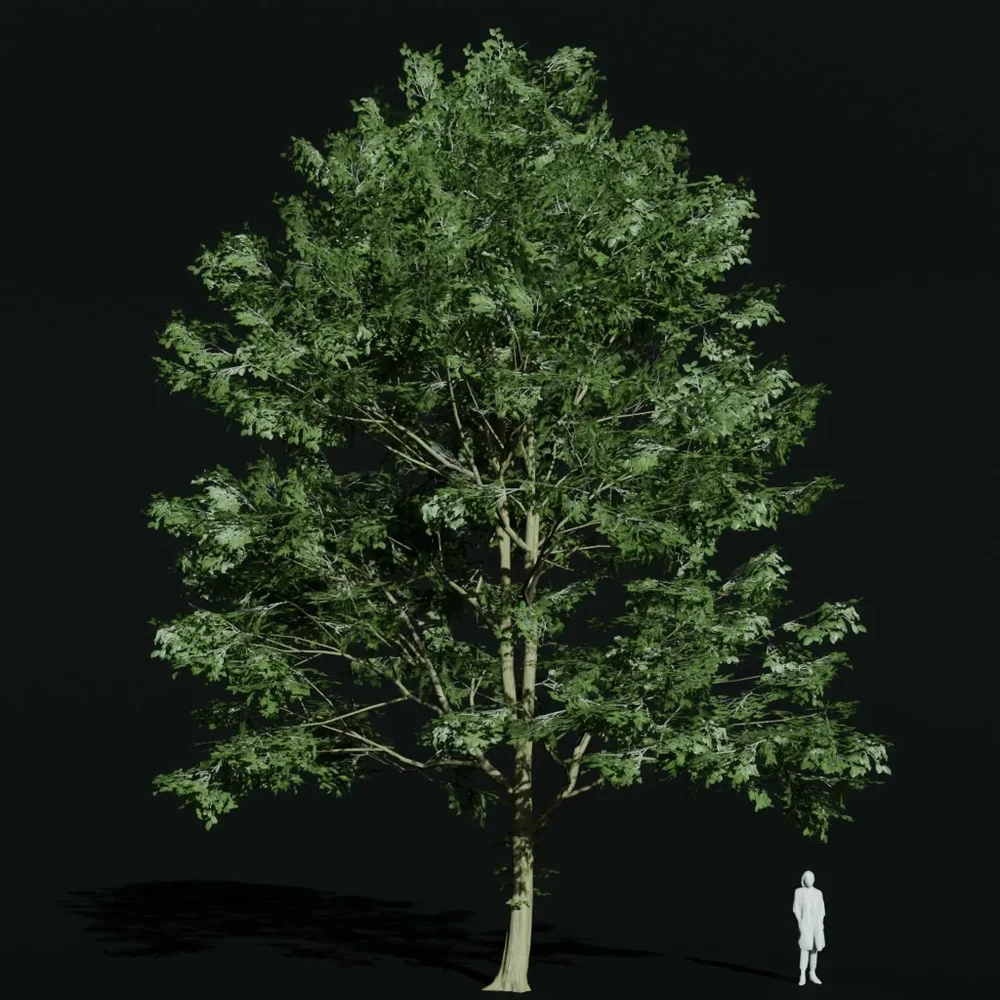Hornbeam Ancient