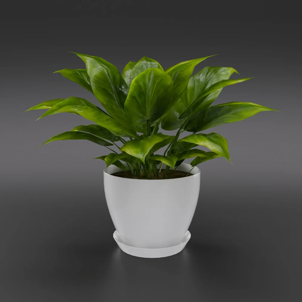 Golden Pothos House Plant