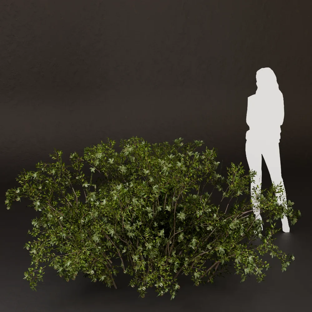 Sj-Golden Meadow Edge Bush