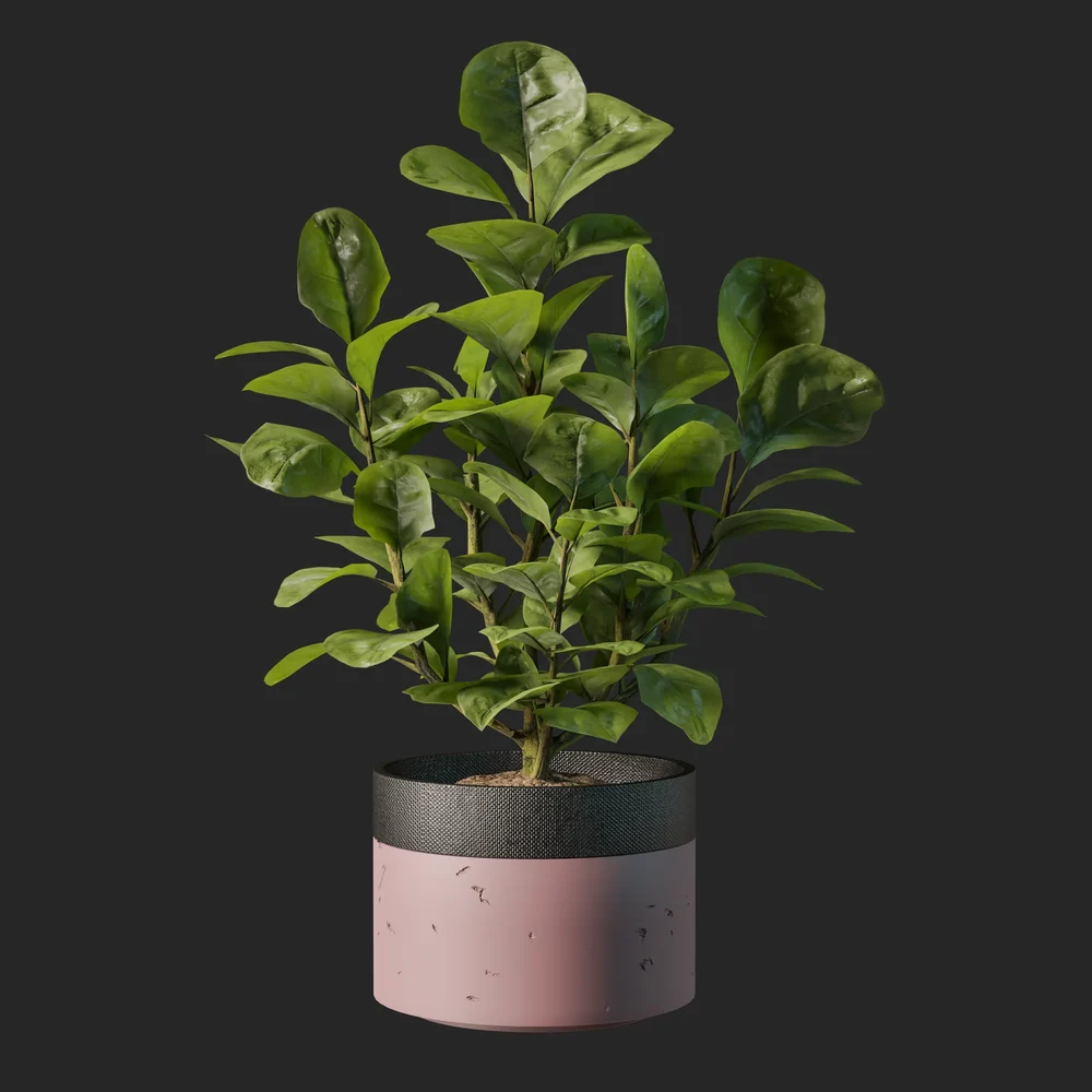 Spoon Plant