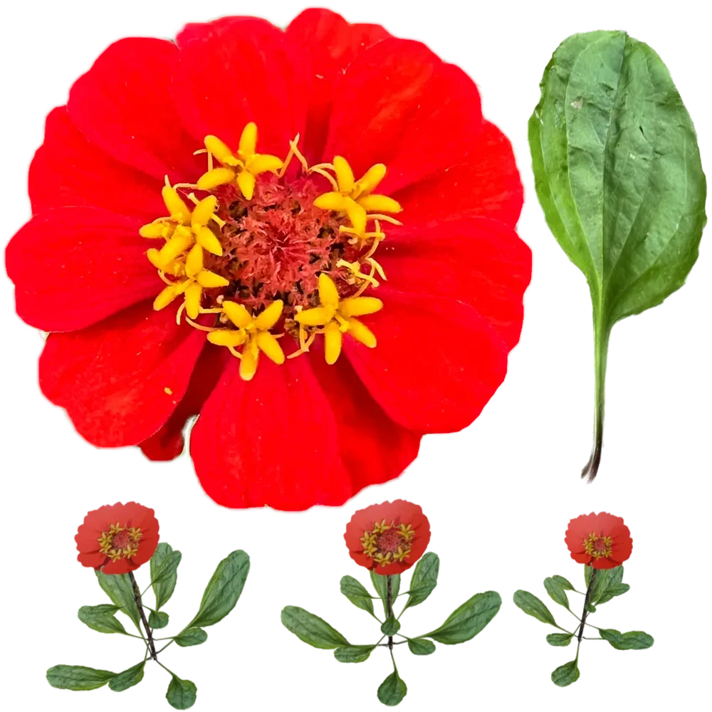 Redflower Lowpoly Particle System