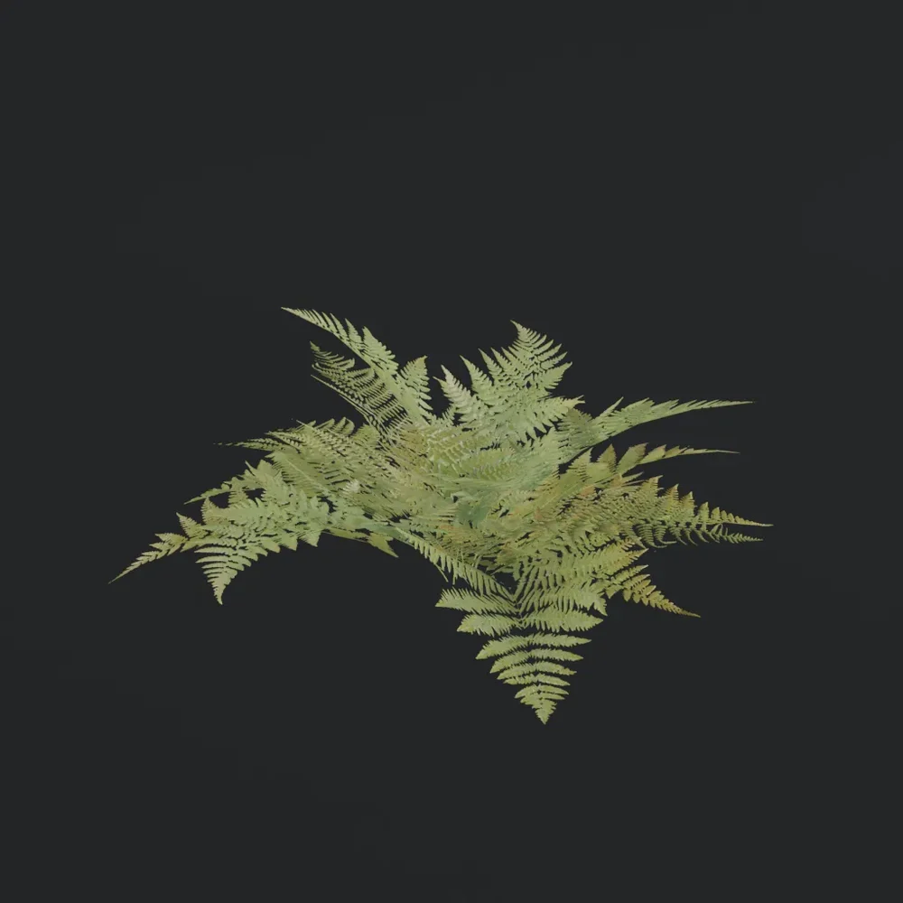 Bush Wild Fern B1