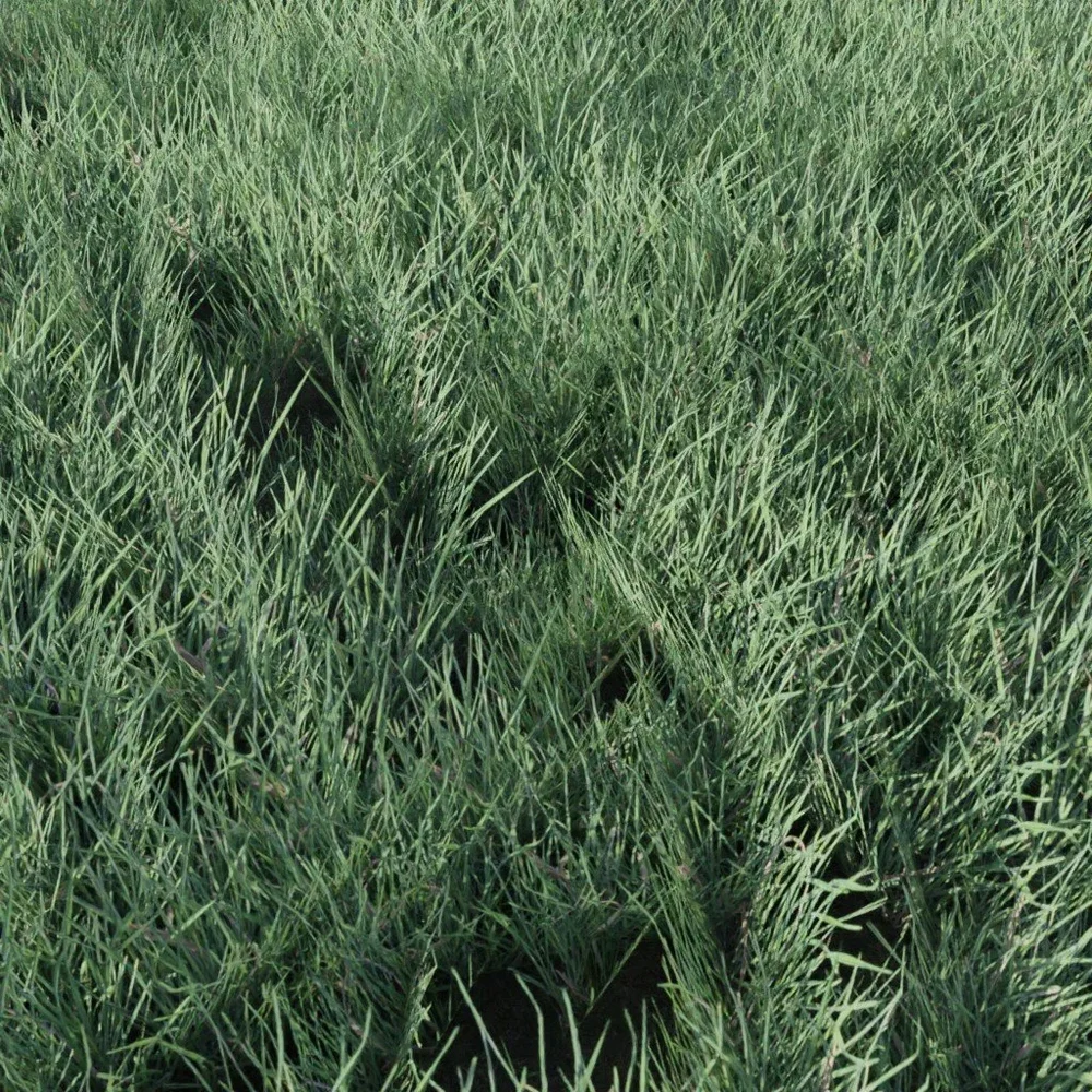Grass Small Cluster