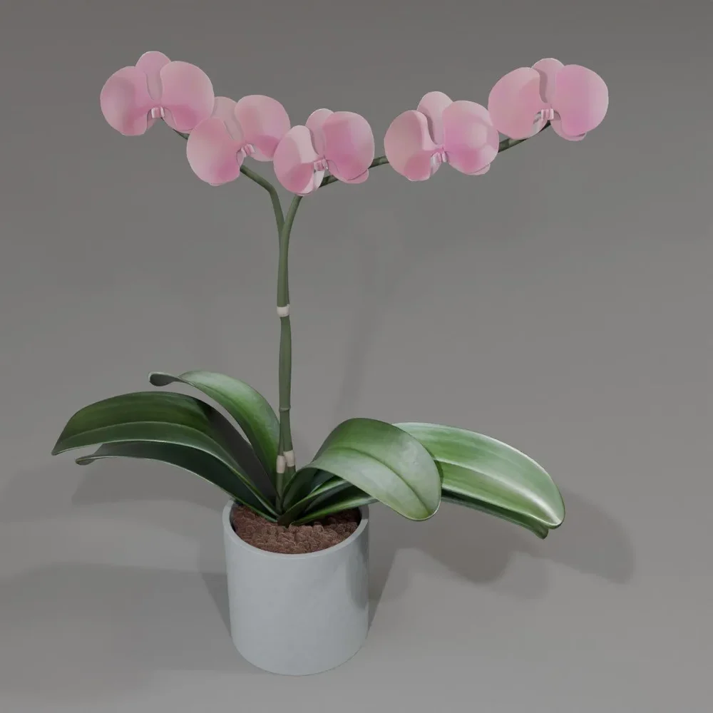 Phalaenopsis Orchid Flower