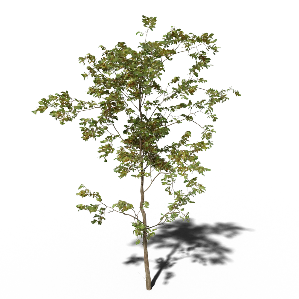 Combretum Molle Tree V2