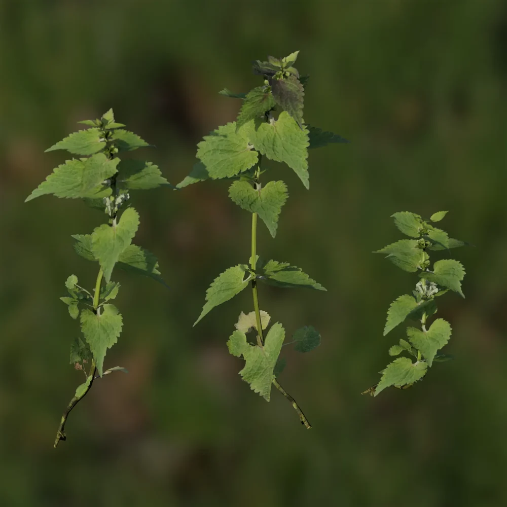 Pack Of White Dead-Nettle / Lamium Album
