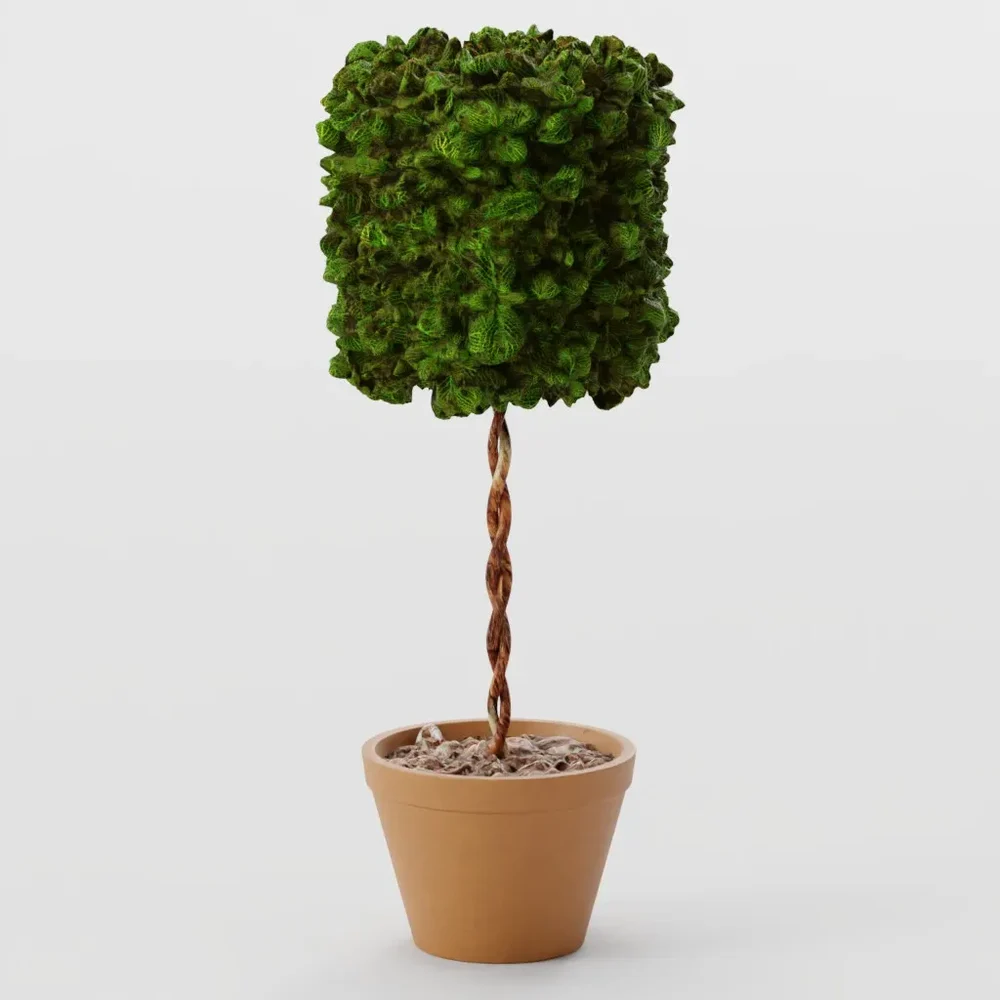 Hedge Shrub - Standard Cylinder
