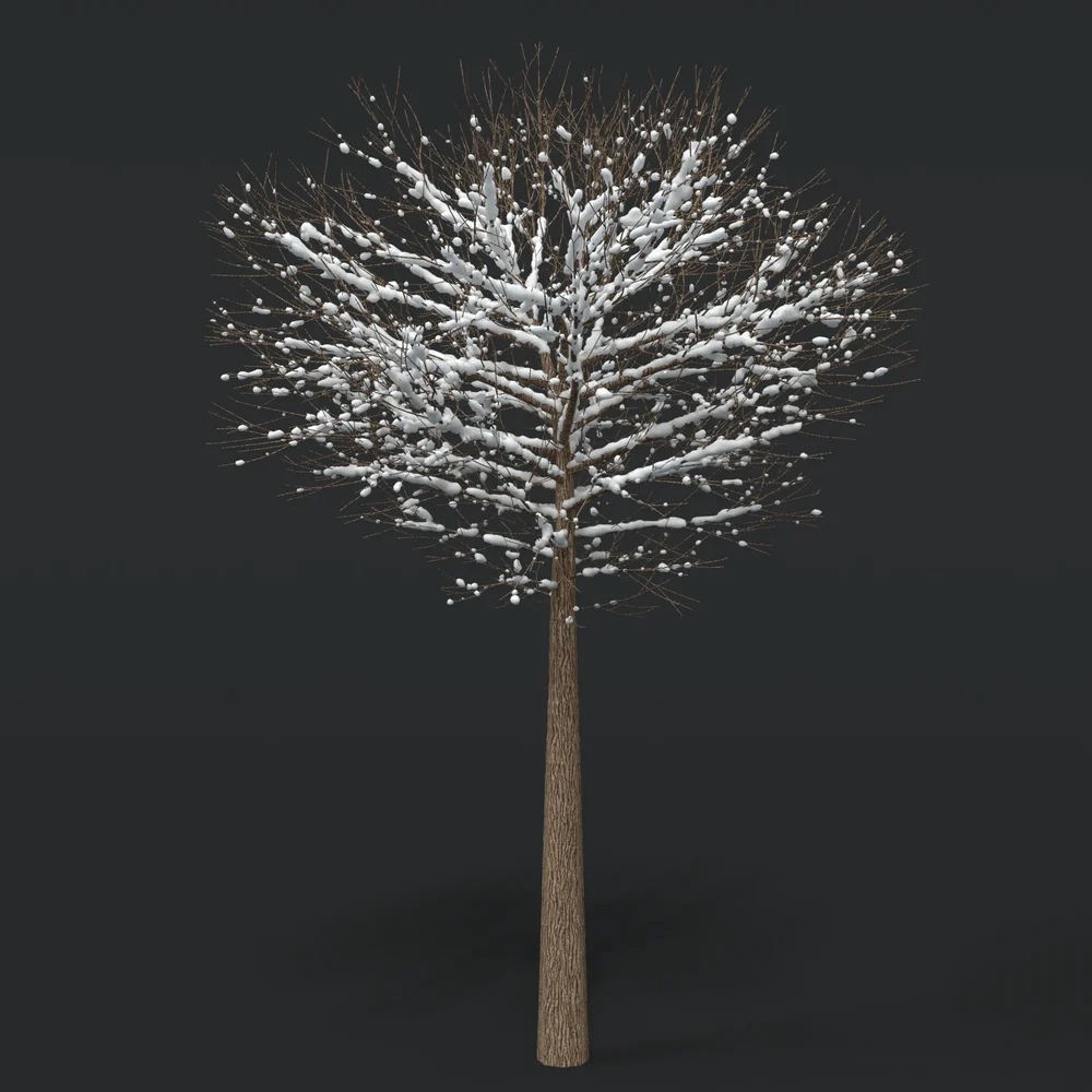 Tree With Snow