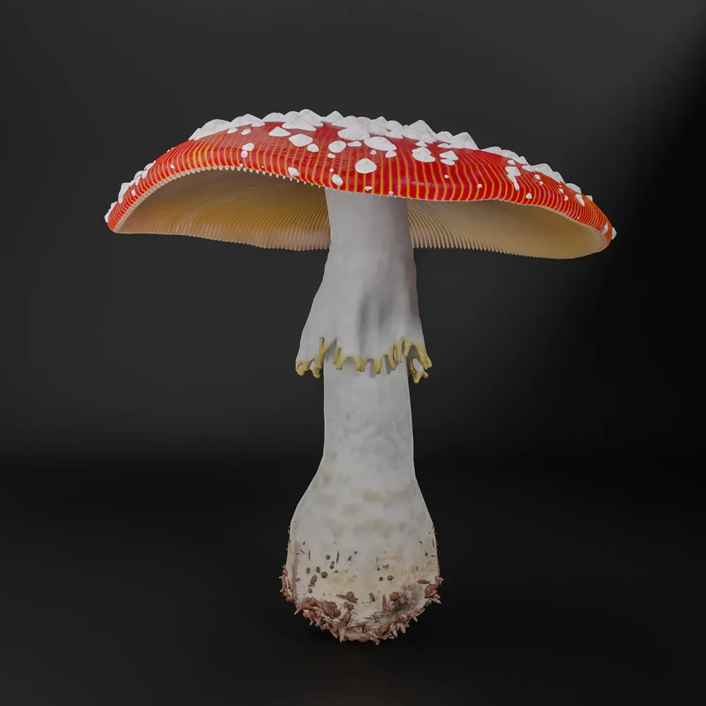 Toadstool No. 4 (Amanita Muscaria)