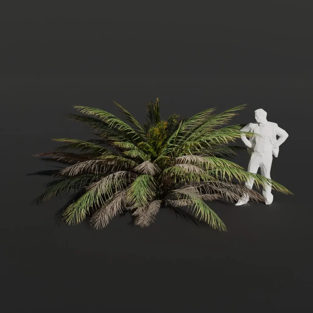Palm Tree Small Bush