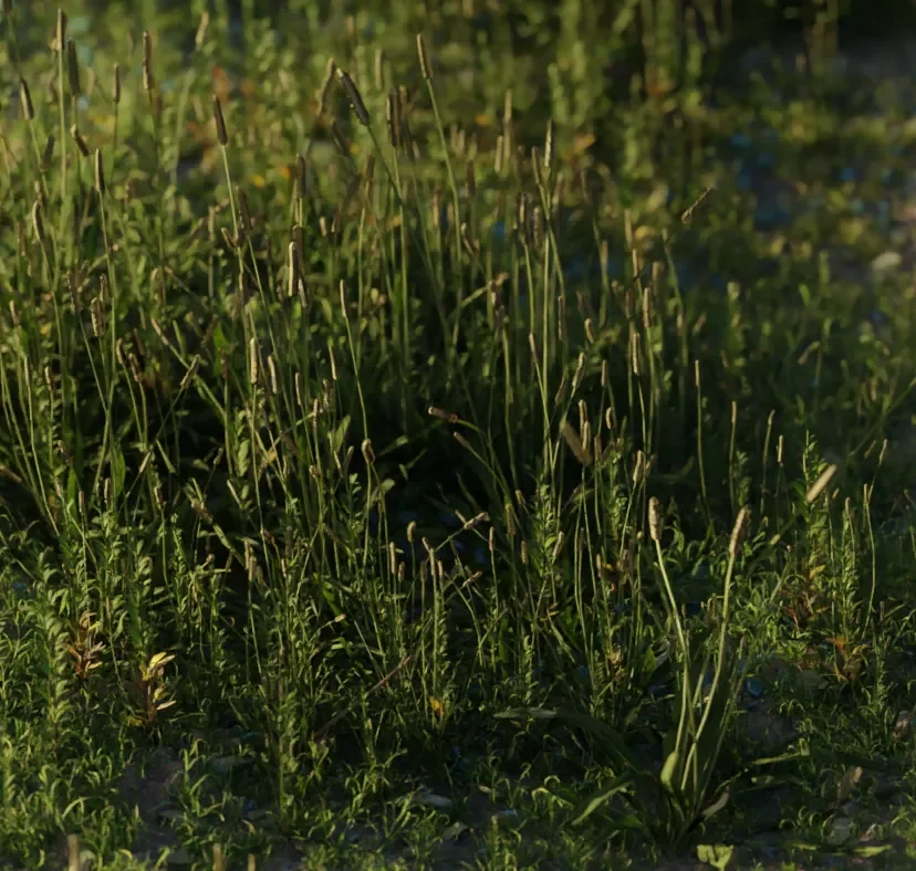 Ribwort Plantain