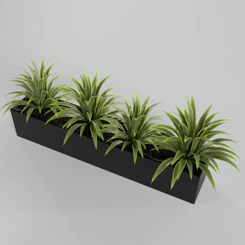 Agave Plant