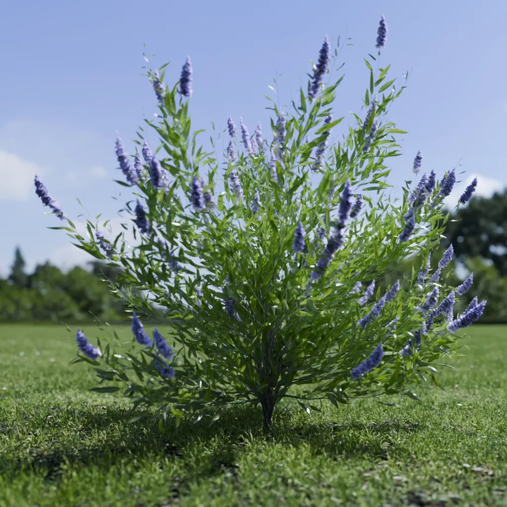 Shurb Spirea Care Blue Mist Animated