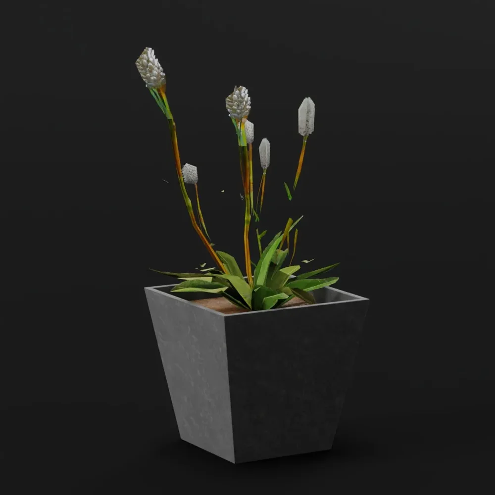 Plant Alpine Bistort Sml Pot