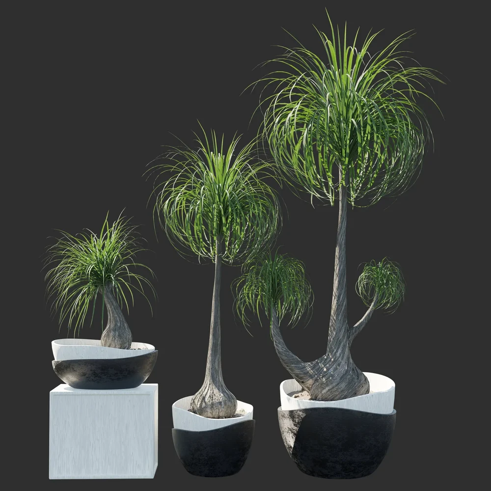 Apartment Palm Plant