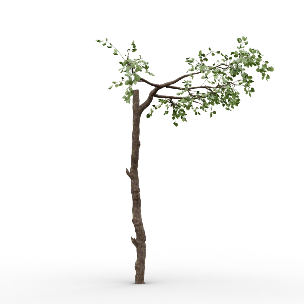 Old Tree V5