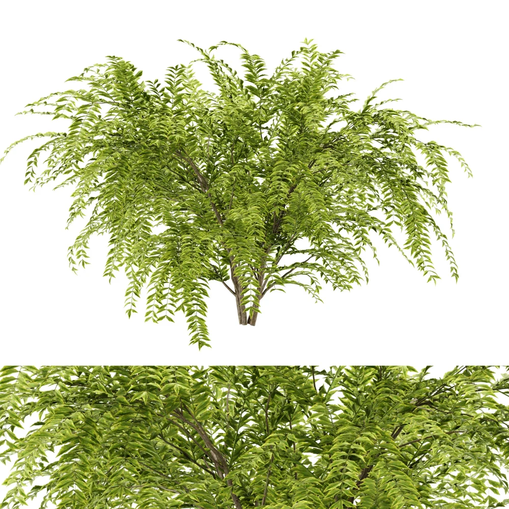 Simple Bush Plant