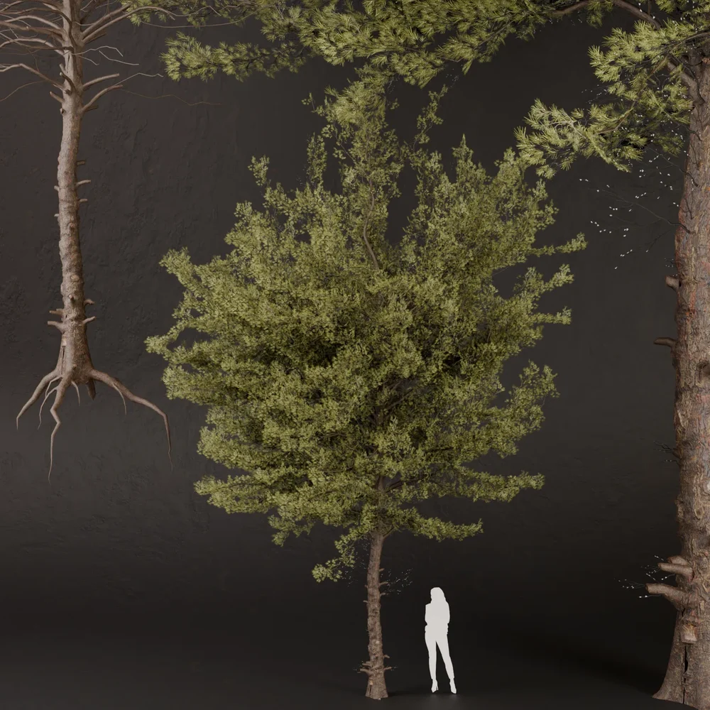Sj-Silent Pine Observer