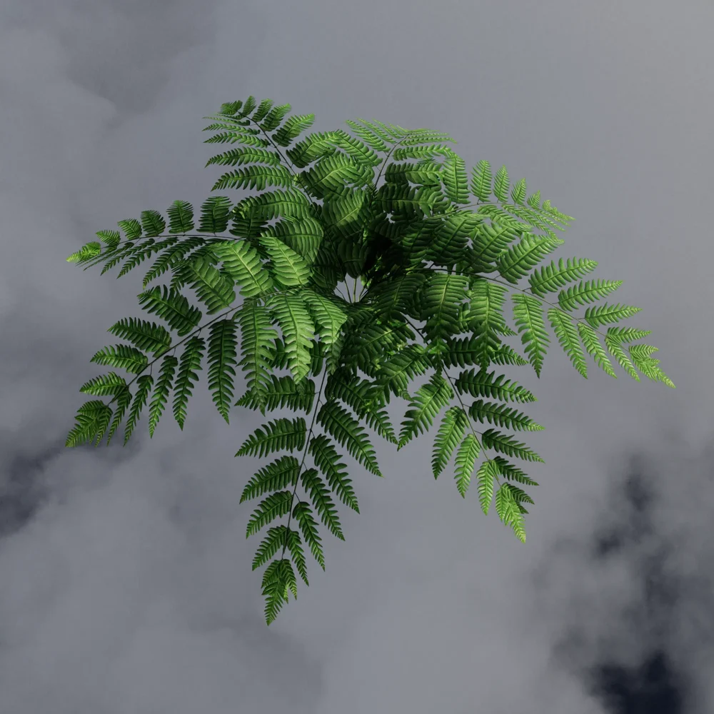 Green Forest Fern