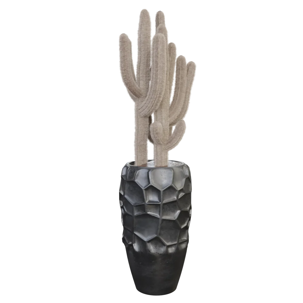 Cactuses Setd