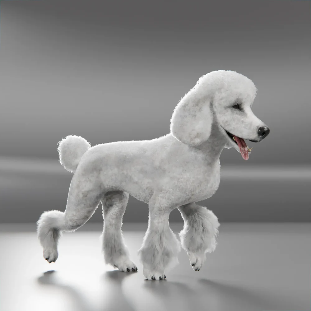 Dog White Poodle Rigged And Animated