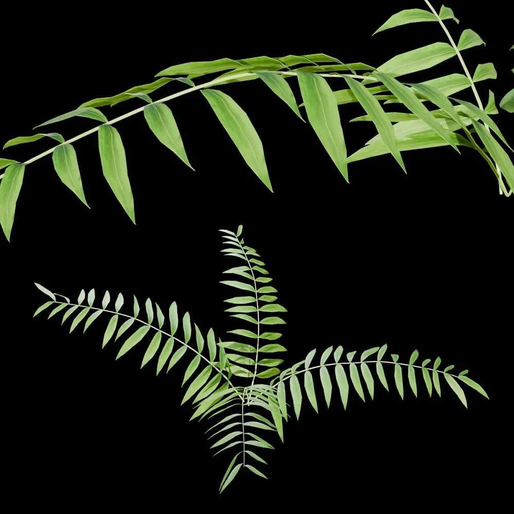 Outdoor Shrubs