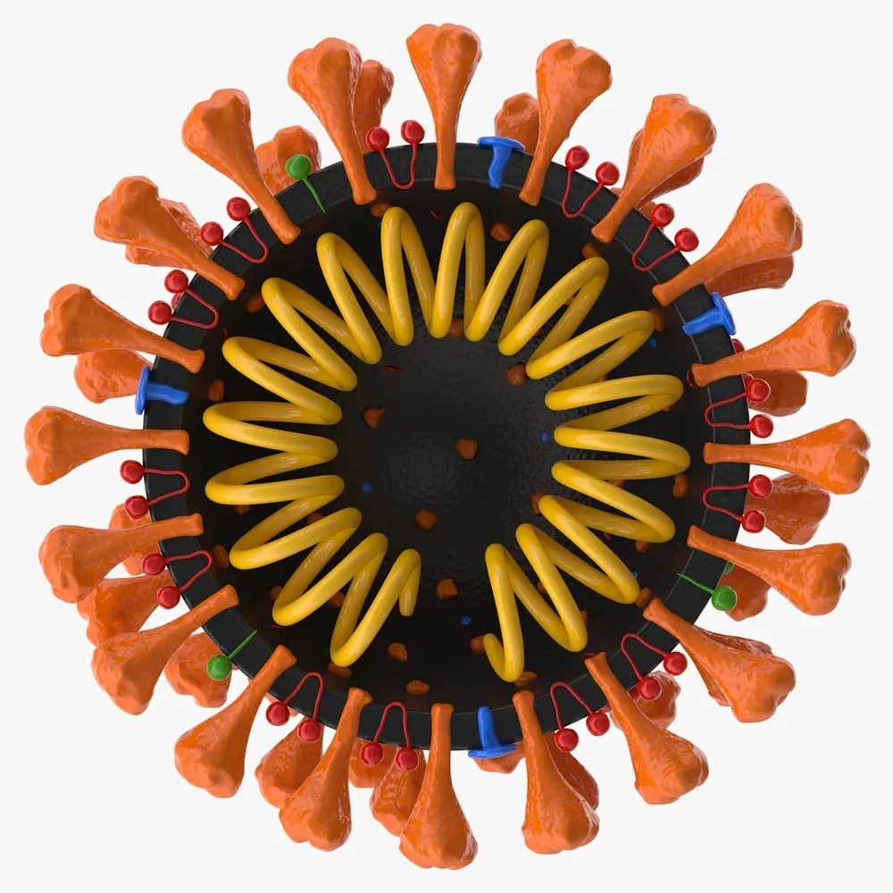 Coronavirus V2 Cross Section