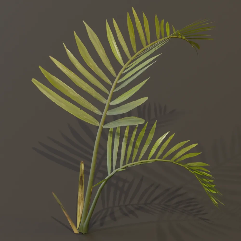 Alexandra Palm Plant Tiny Var